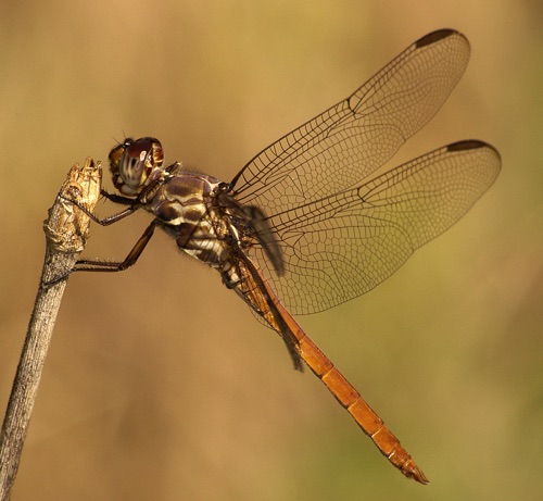 Male, immature
2005_11_01_TX